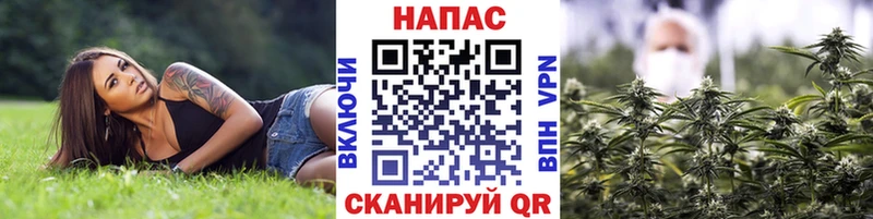 Каннабис гибрид  Пересвет 